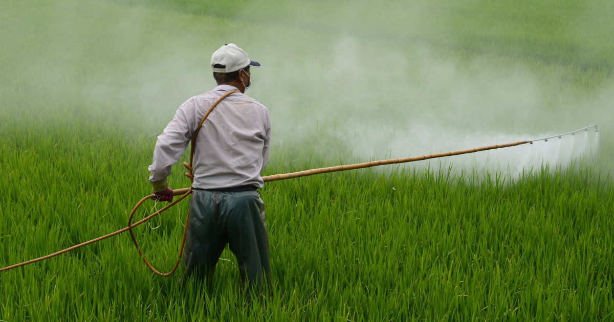 farmer sprays pesticide on rice field