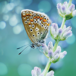 butterfly_flower