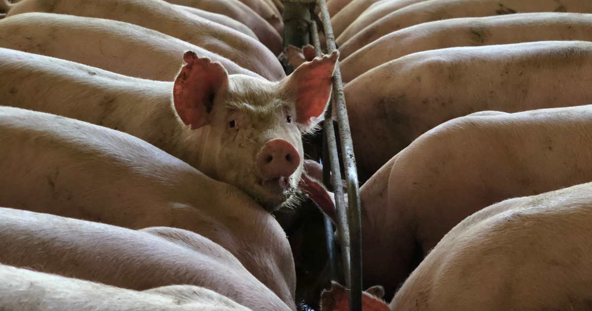 confined pigs