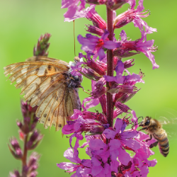 pollinators_bee_butterfly_flower