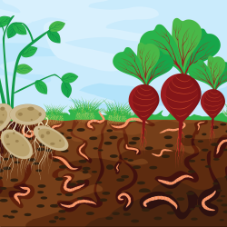 soil microbial life
