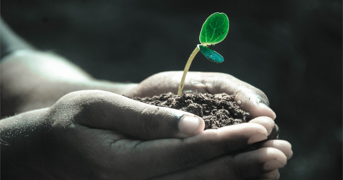 pair of hands holding a small green seedling in soil