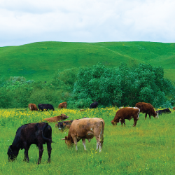 cattle grazing in a green meadow beside hills