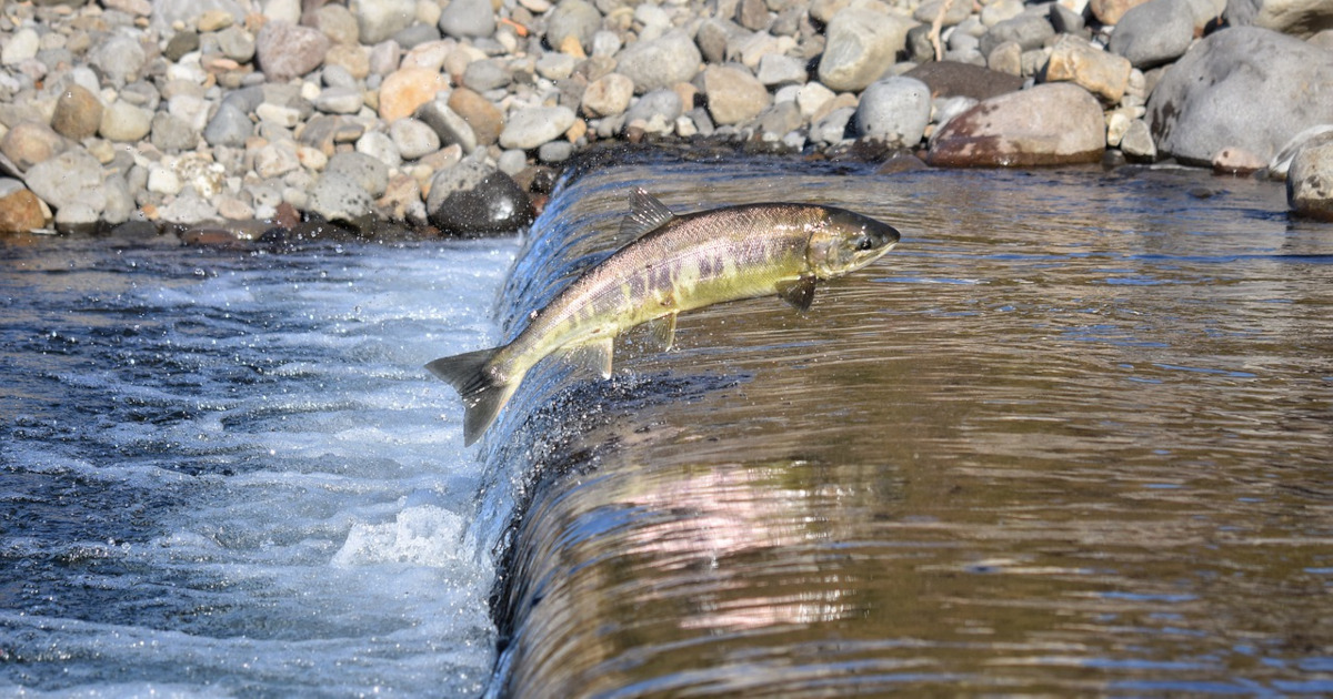 salmon swimming up river against the current