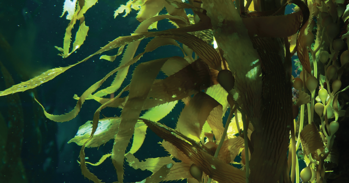 Kelp.