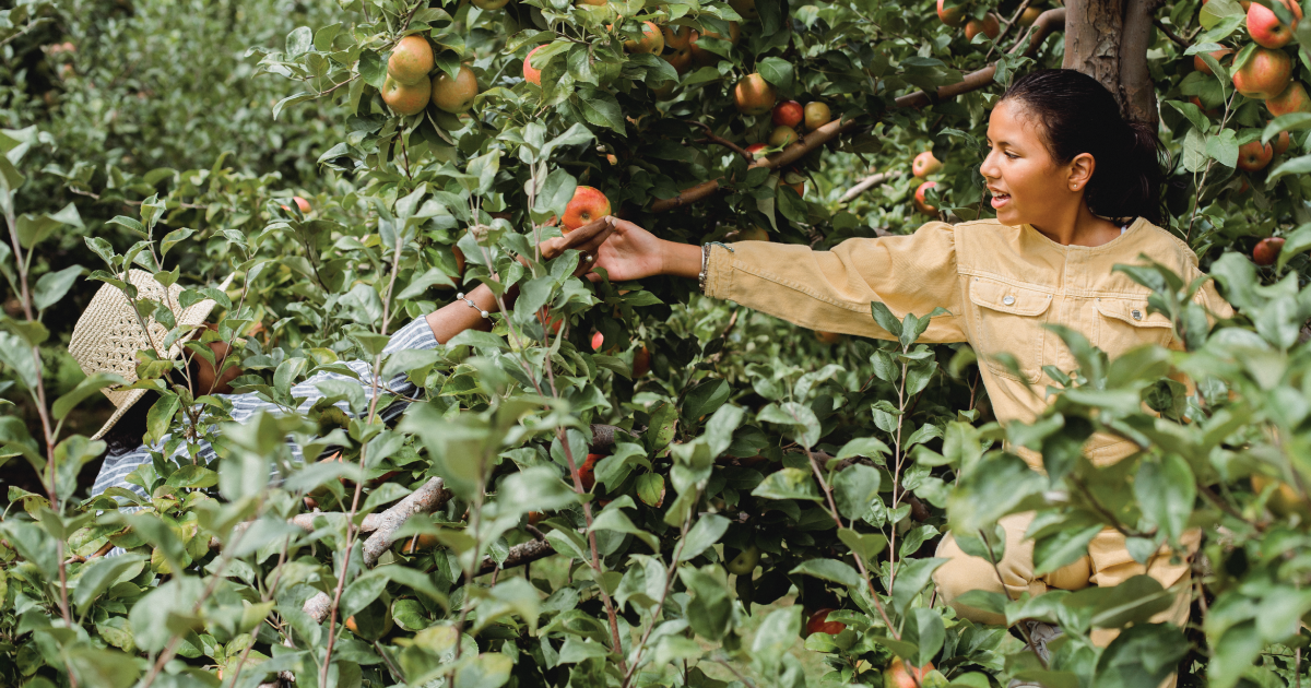 A farmer picking an apple.