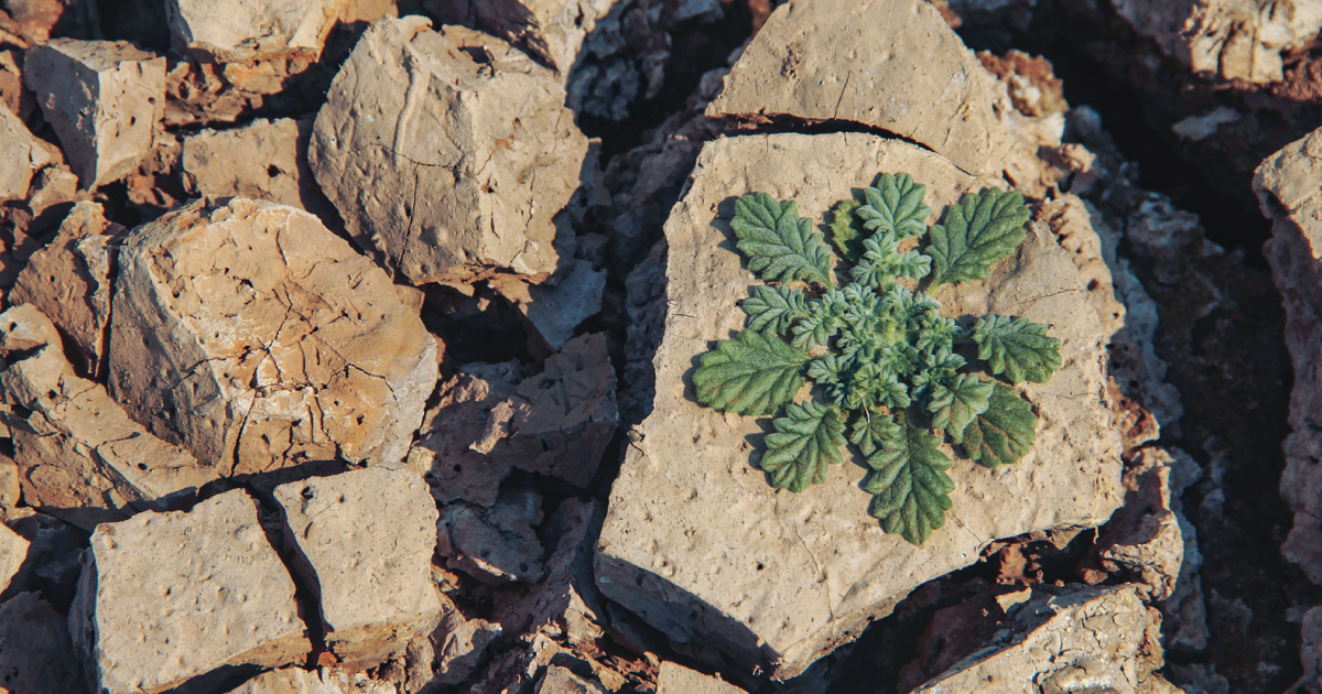 A plant growing from a rock.