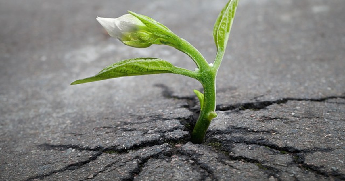 sprout_seedling_plant_growing_asphalt_crack_1200x630