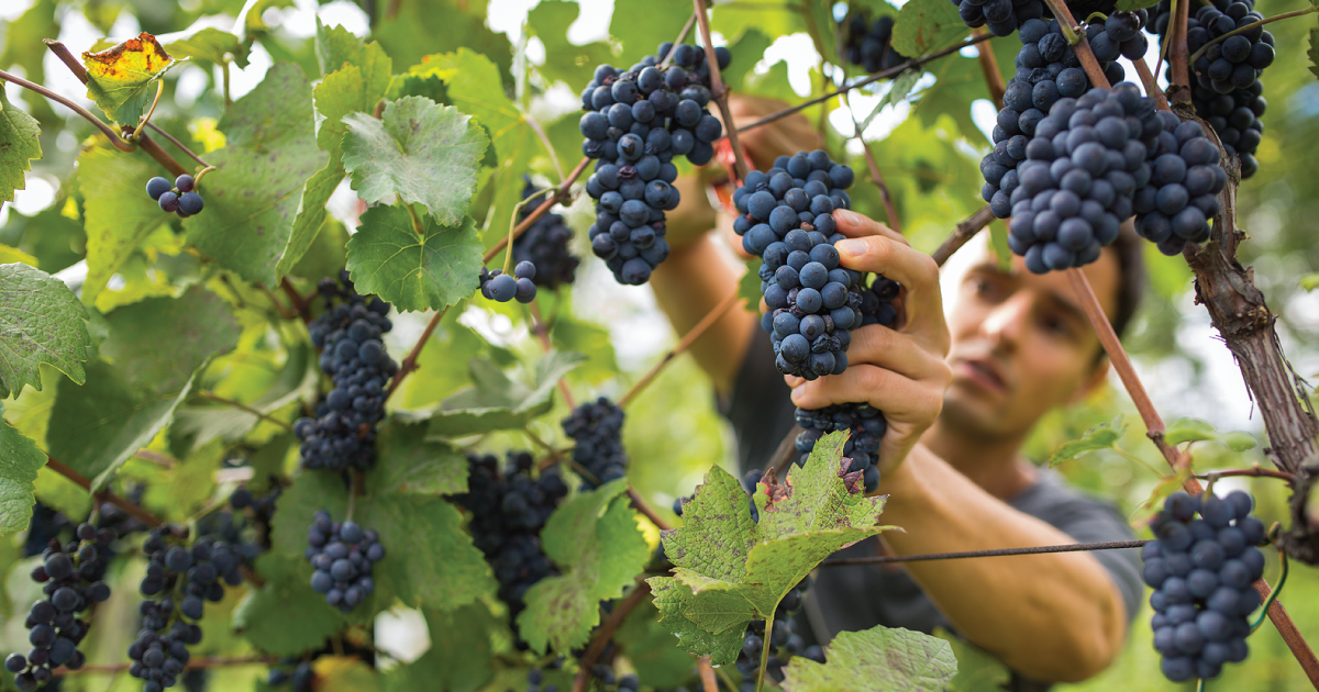 Grapes being picked.